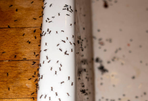 Wasp Removal Services in Edina, MO